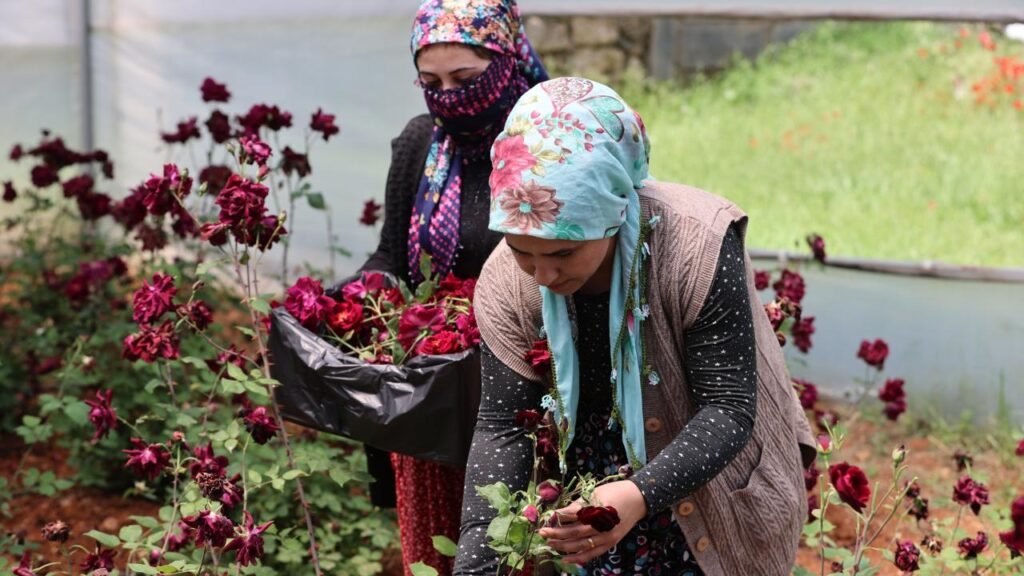 Halfeti'nin Kara Gül Hasadı Başladı: Nadir Bir Türün Yıllık Döngüsü