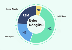Uyku Evreleri: Normal Bir Uyku Döngüsünde Neler Olur?