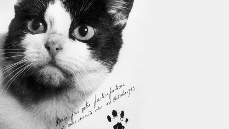 Uzaya Giden İlk Kedi Félicette'in Hikayesi